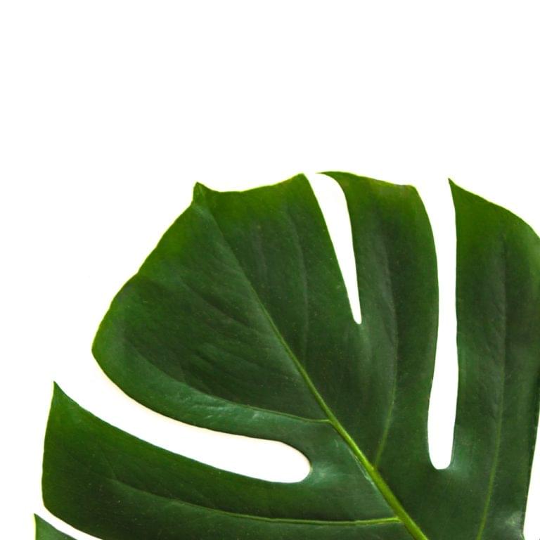 leaf